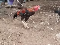 Chickens — Foto 2