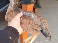 Chickens — फ़ोटो 7