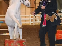 Farasi jike, Miniature horse — picha 5