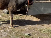 Cow, Alatau breed — photo 1