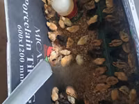 Chickens — Foto 1