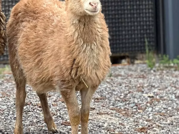 公羊, Hissar sheep