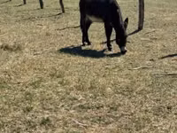 Horse (M), Kerry Bog Pony — photo 3