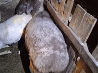Kondoo jike, Adal sheep — picha 1