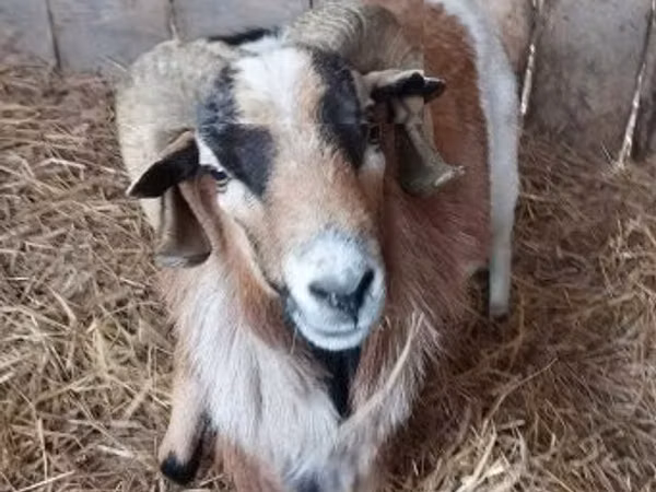Mbuzi dume, Mbuzi