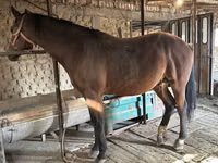 Horse (M), Manipuri pony — photo 2