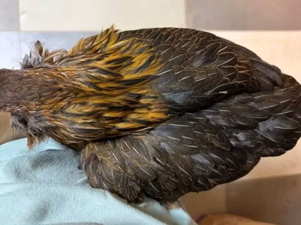 Araucana