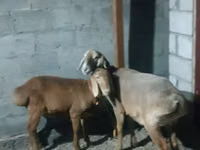 نعجة, Rhon sheep — الصورة 1