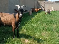 母山羊, Czech Brown Shorthaired goats — 照片 1