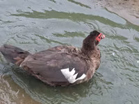 Geese — picha 1