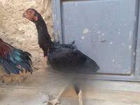 Chickens — picha 3