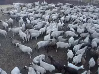 Kondoo jike, Hampshire sheep — picha 1
