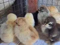 Pekin Bantam — picha 1