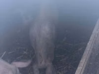 मादा सूअर, सूअर — फ़ोटो 1
