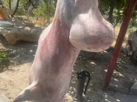 Ram, Hissar sheep — photo 5