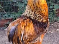 Chickens — फ़ोटो 2