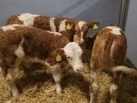 أبقار (دفعة، الجنس غير محدد), Simmental cattle — الصورة 4