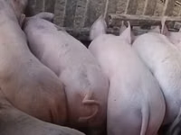 Säue, Schweine — Foto 3