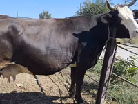 Ng'ombe jike, Russian Black pied cattle — picha 5