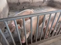 Boar — photo 3