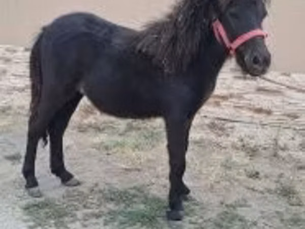 घोड़ा, Shetland Pony