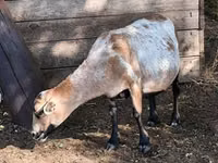 Kondoo jike, Cameroon sheep — picha 7