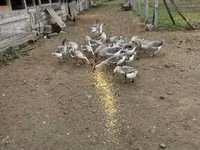 Geese — फ़ोटो 5