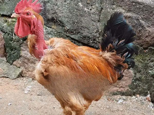 Gallinas Shamo
