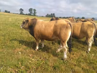 Bull, Aubrac cattle — photo 1