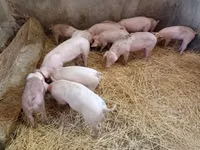Sow, Pigs — photo 3