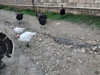 برونز — الصورة 4
