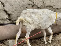 Mbuzi jike, Saanen goat — picha 5