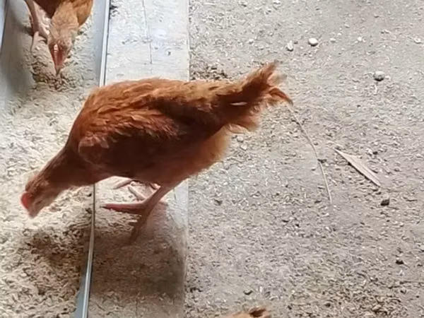 Shamo chickens