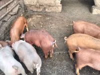 公猪, Pigs — 照片 3