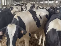 गाय, गोलस्टीन नस्ल — फ़ोटो 2