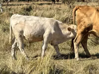 Toro, Vaca roja sin cuernos — foto 3