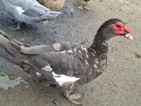 Ducks — picha 5