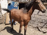 公马, Thoroughbred horse — 照片 3