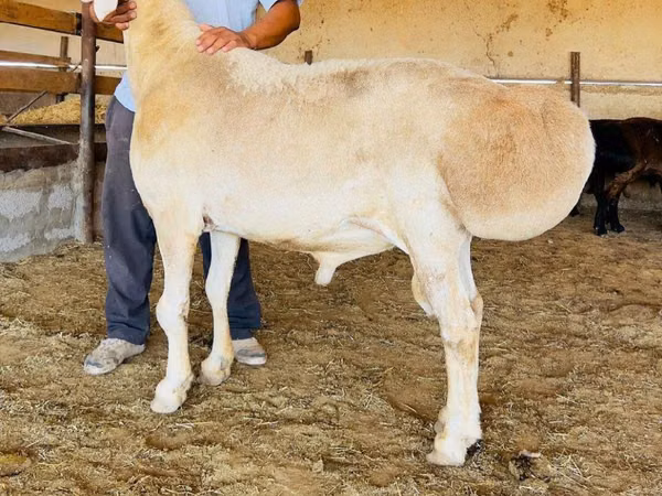 Ram, Sheep