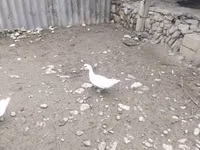 Ducks — picha 4
