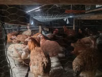 Gallinas Shamo — foto 4