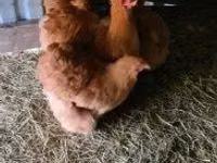 Chickens — picha 4