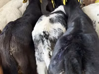 Rinder (Partie, Geschlecht nicht angegeben), Simmental cattle — Foto 5