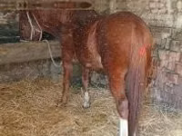 公马, Horses — 照片 3