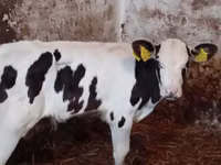 Ng'ombe (kikundi, jinsia haijatajwa), Simmental cattle — picha 3