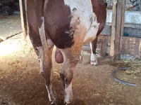 सांड, Simmental cattle — फ़ोटो 2