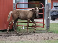 Caballo, Black Sea breed — foto 5