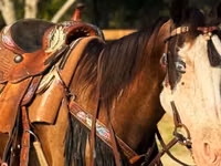 Farasi jike, American paint horse — picha 5