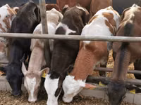 Bull, Red-spotted breed — photo 6