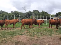 Ng'ombe jike, Nguni cattle — picha 1